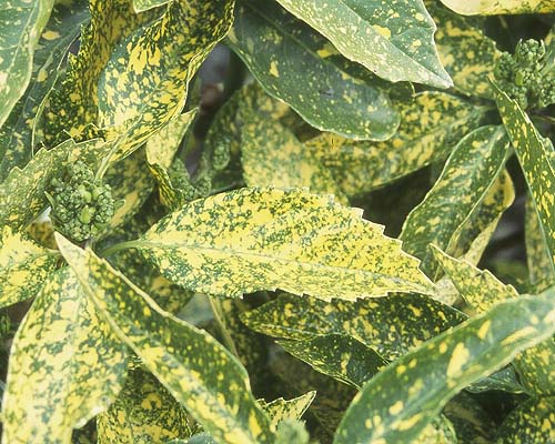 Spotted laurel – Aucuba japonica ‘Variegata’