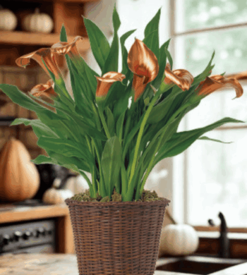 Harvest Sunset Calla Plant