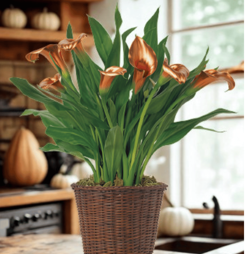 Harvest Sunset Calla Plant