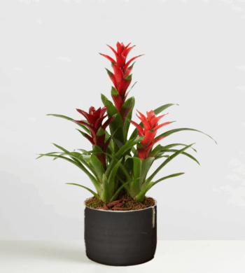 Autumn Bromeliad Garden