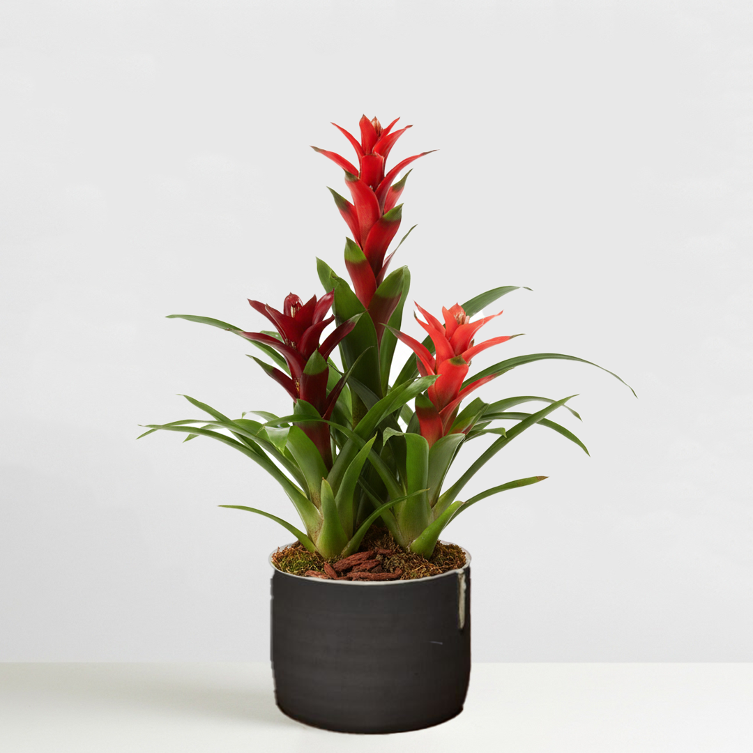 Autumn Bromeliad Garden