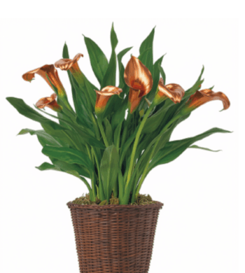 Autumn Calla Lily Plant