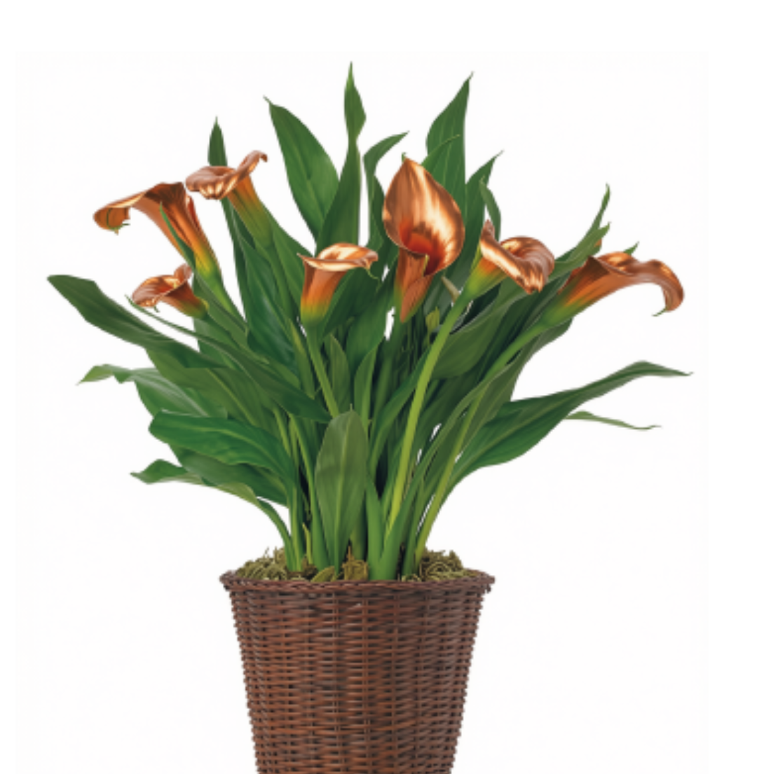 Autumn Calla Lily Plant