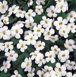 Purple Glory Plant – Sutera cordata or possible S. grandiflora