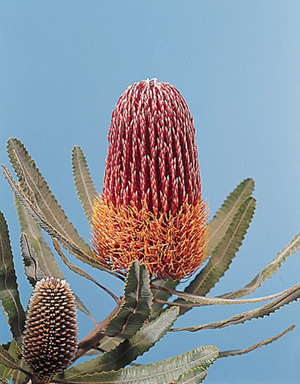 Banksia – Banksia spp.