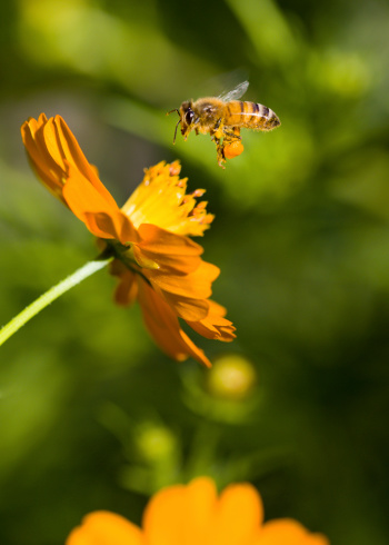 Bees do more than make honey.