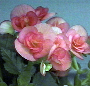 Begonia – Begonia X hiemalis