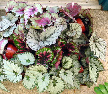 Rex Begonia – Begonia Rex Cultorum Hybrids and B. rex