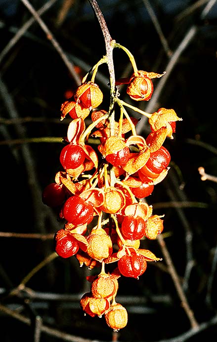 Bittersweet – Celastrus scandens