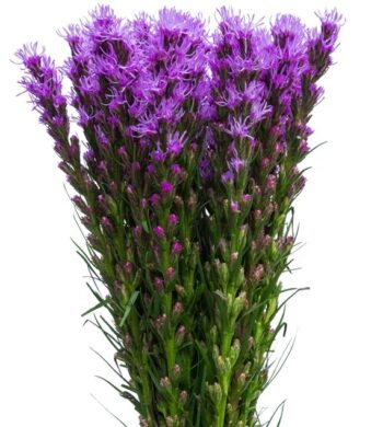 Blazing Stars Vibrant Purple