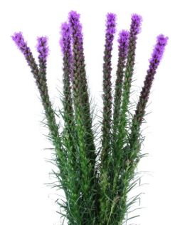 Blazing Star (Liatris)