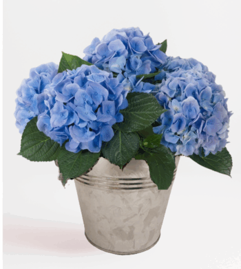 Blue Hydrangea Plant