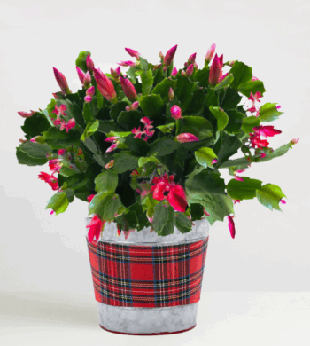 Plaid Christmas Pot accenting the Blooming Cactus