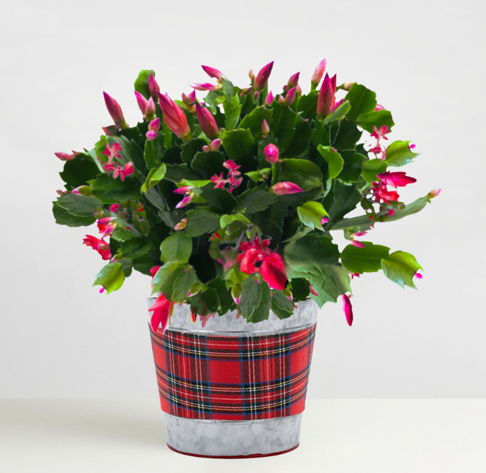 Plaid Christmas Pot accenting the Blooming Cactus