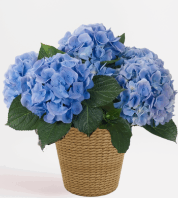 Blue Hydrangea Plant
