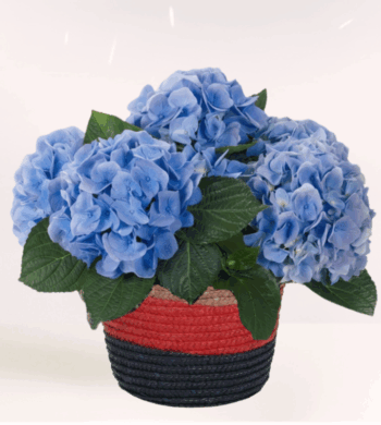 Blue Hydrangea Plant
