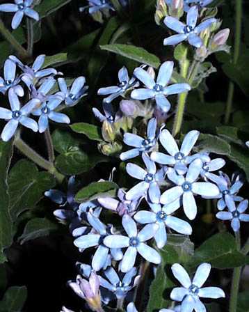 Tweedia – Tweedia caerulea (Oxypetalum caeruleum)