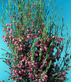 Boronia – Boronia spp. (mostly B. heterophylla and B. megastigma)