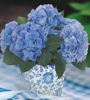 Best of Calyx Monthly Gift Program