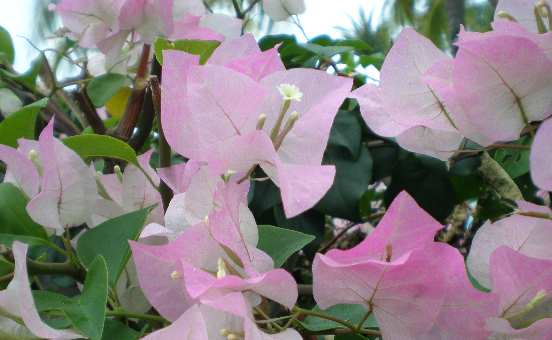 bougainvillea