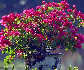 Bougainvillea – Bougainvillea glabra