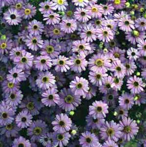 Swan River Daisy – Brachycome iberidifolia or B. hybrid