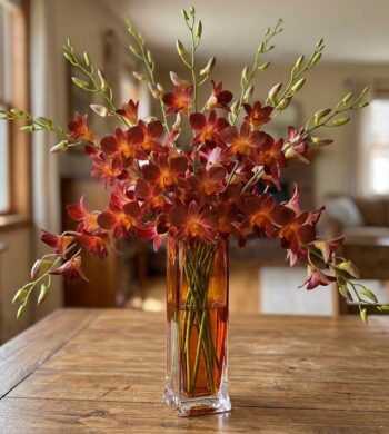 Brandy Orchids