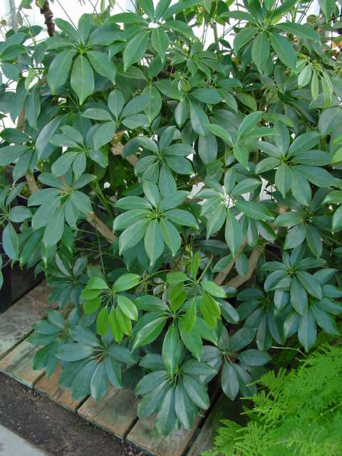 Umbrella Tree or Plant – Schefflera  actinophylla (Brassaia actinophylla)