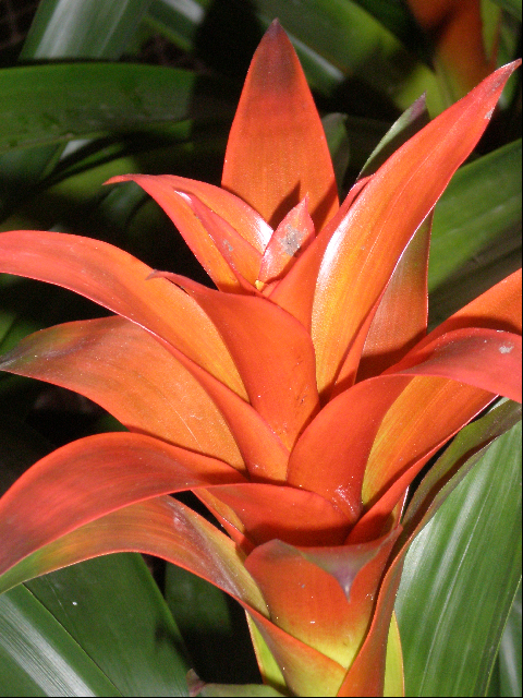 An upclose look at the bromeliad bloom