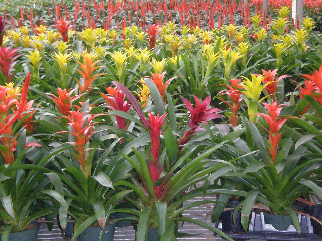 Vibrant red, yellow & orange bromeliads