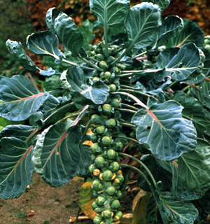 Brussels Sprouts – Brassica oleracea var. gemmifera