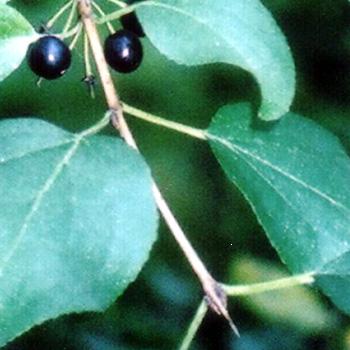 Buckthorn – Rhamnus purshiana