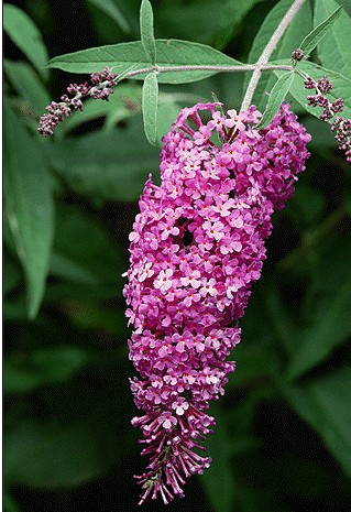 Butterfly-Bush – Buddleia davidii