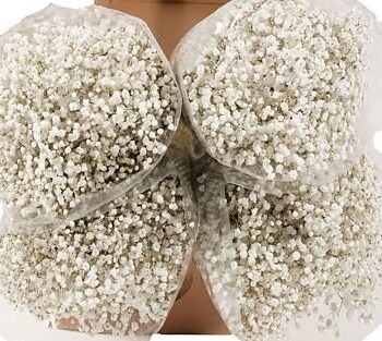 Baby's Breath (Gypsophila -White Million Star)