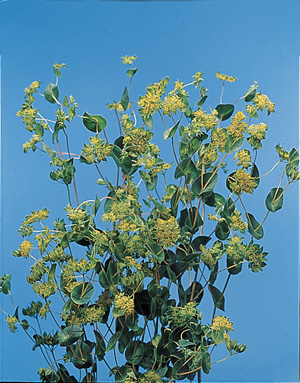 Thorow-Wax – Bupleurum griffithii or B. rotundifolium