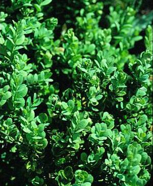 Boxwood – Buxus sempervirens