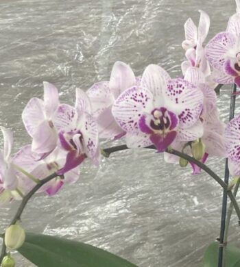 White Orchid | Phalaenopsis Orchid | Calyx Flowers