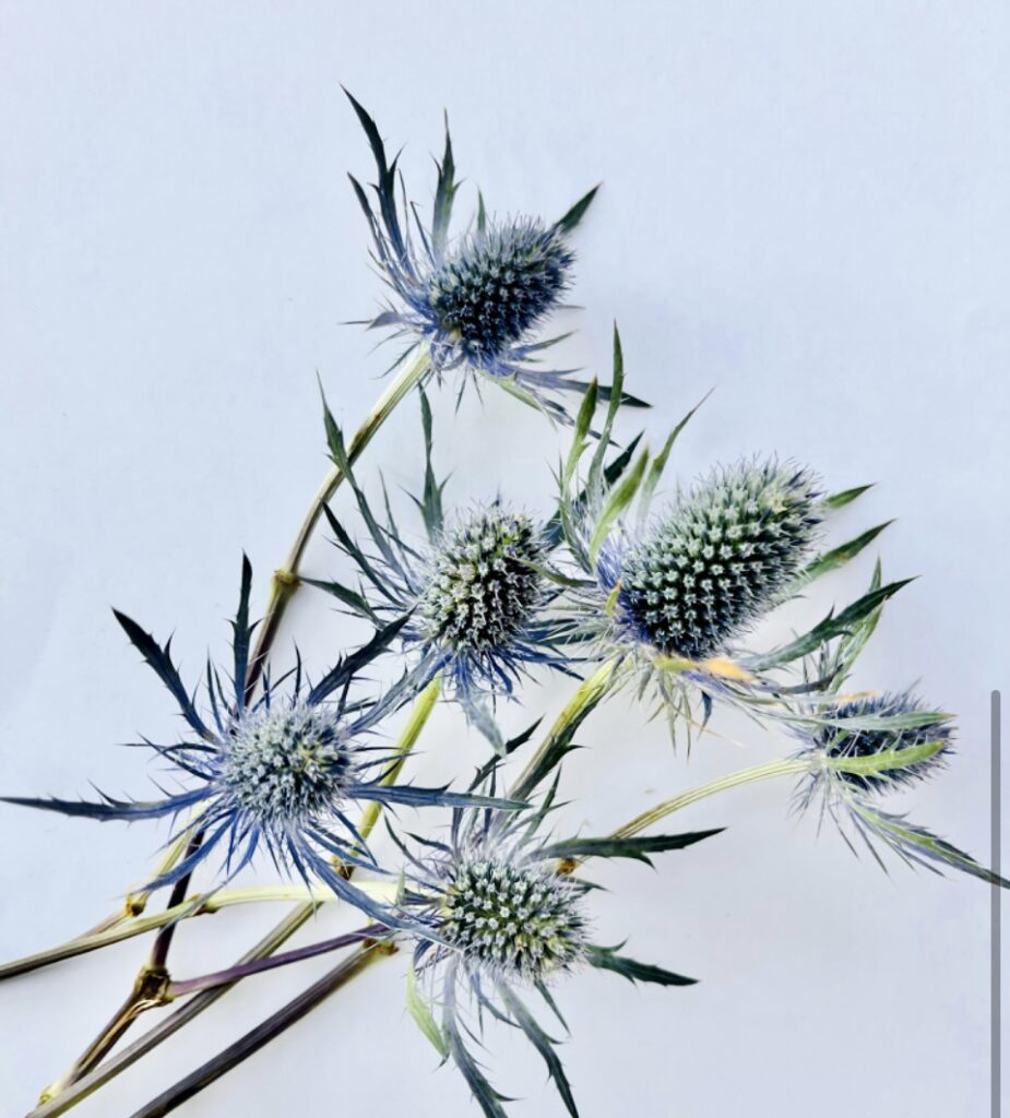 Eryngium Blue Bell (Thistle) Calyx Flowers, Inc