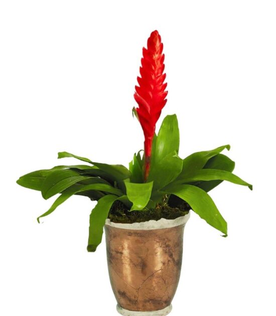 Vriesea Red Bromeliad