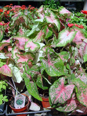 Caladium – Caladium spp.