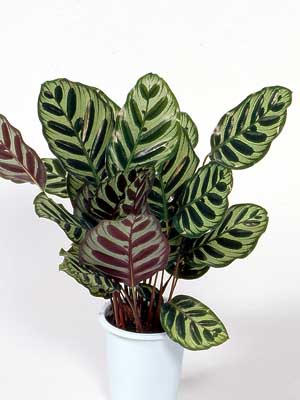 Calathea – Calathea makoyana