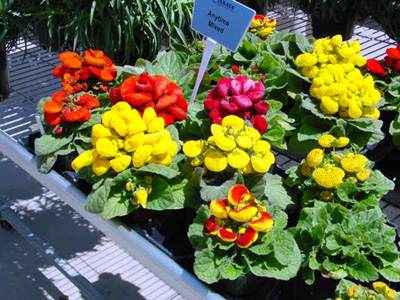 Pocketbook Plant – Calceolaria crenatiflora