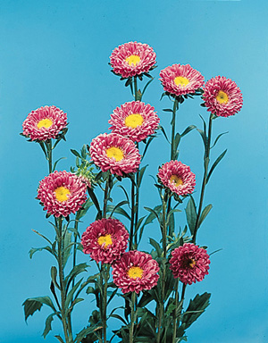 China Aster – Callistephus chinensis