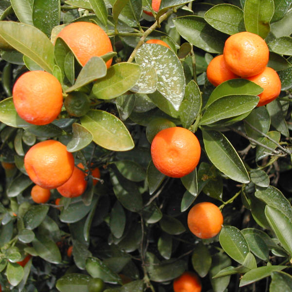 Calamondin – X Citrofortunella microcarpa   or  X  C. mitis