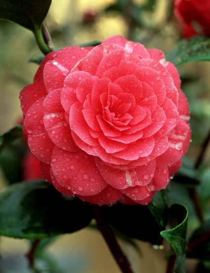 Camellia – Camellia japonica