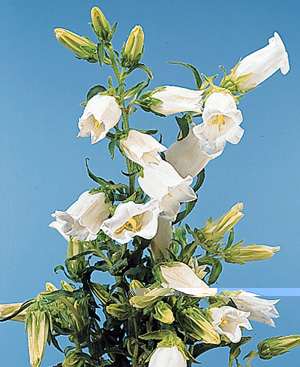 Bellflower – Campanula spp.