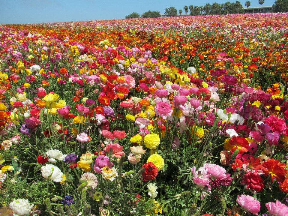 Carlsbad CA