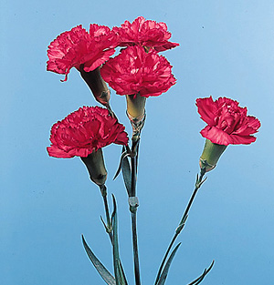 Miniature Carnation Dianthus