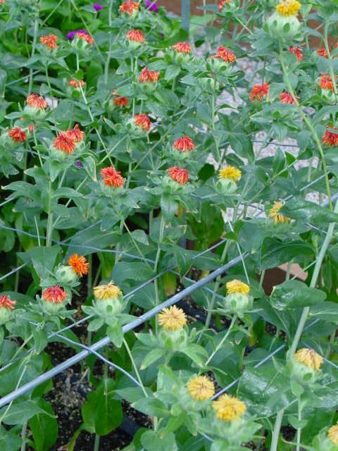 Safflower – Carthamus tinctorius