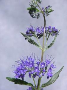 Bluebeard – Caryopteris X clandonensis